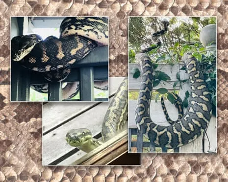 Accepting my Snakes in the Overhead Space: A Transformation from Fear to Admiration